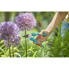 Person schneidet Zierlauch mit Gartenschere