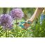 Person schneidet Zierlauch mit Gartenschere