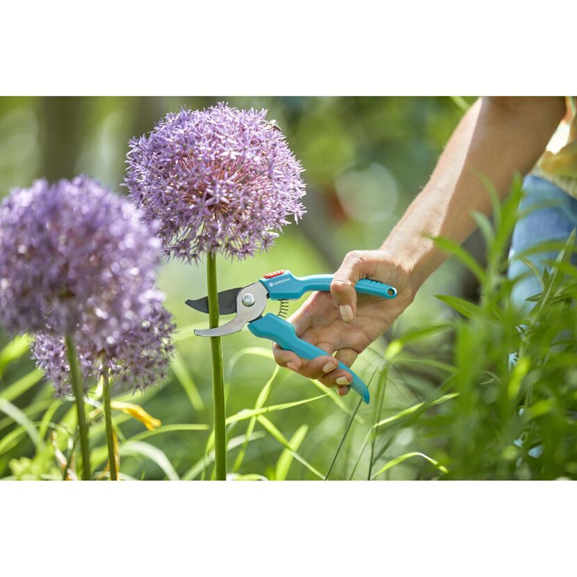 Person schneidet Zierlauch mit Gartenschere