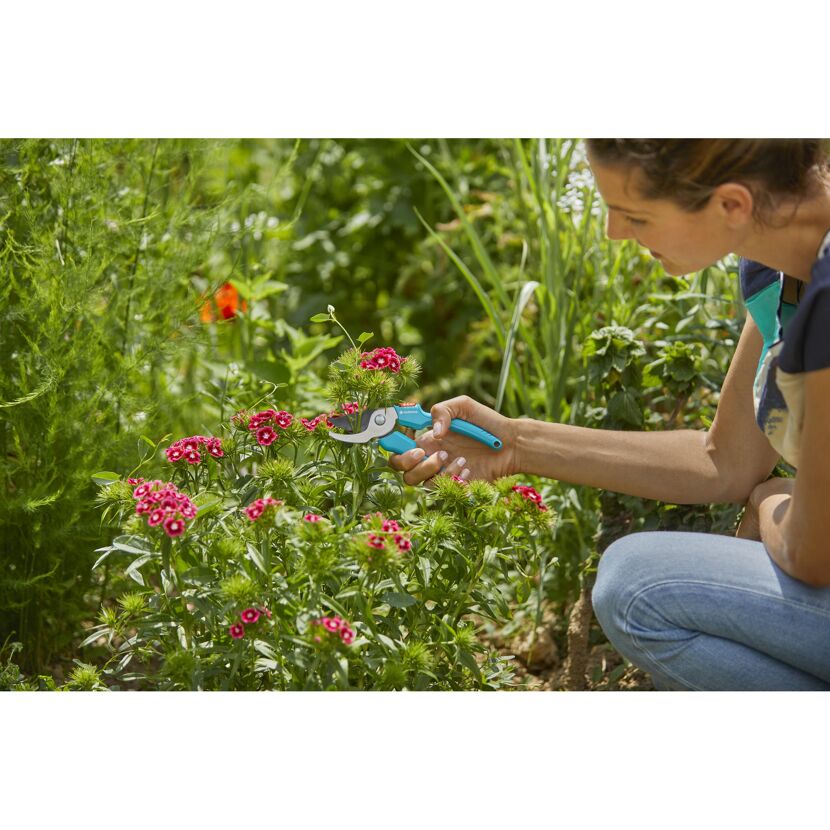 Person schneidet mit Gartenschere Classic Blumen