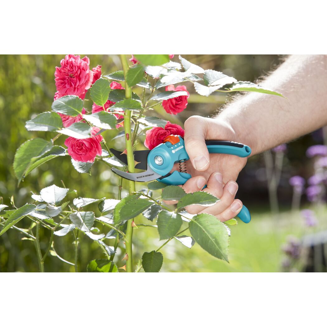 Person schneidet Rosen mit Gartenschere