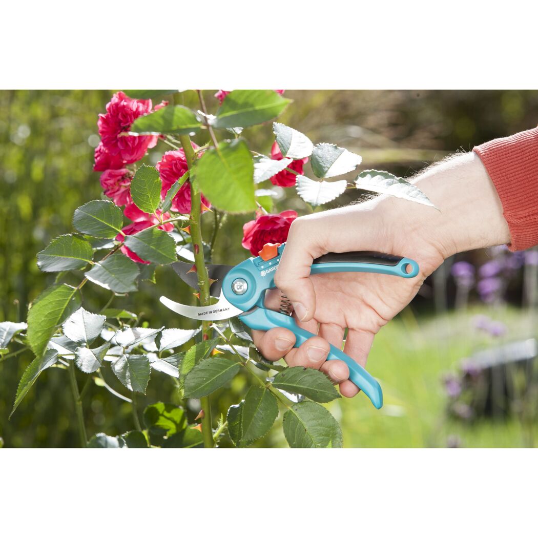 Person schneidet Rosen mit Gartenschere