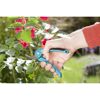 Person schneidet Rosen mit Gartenschere