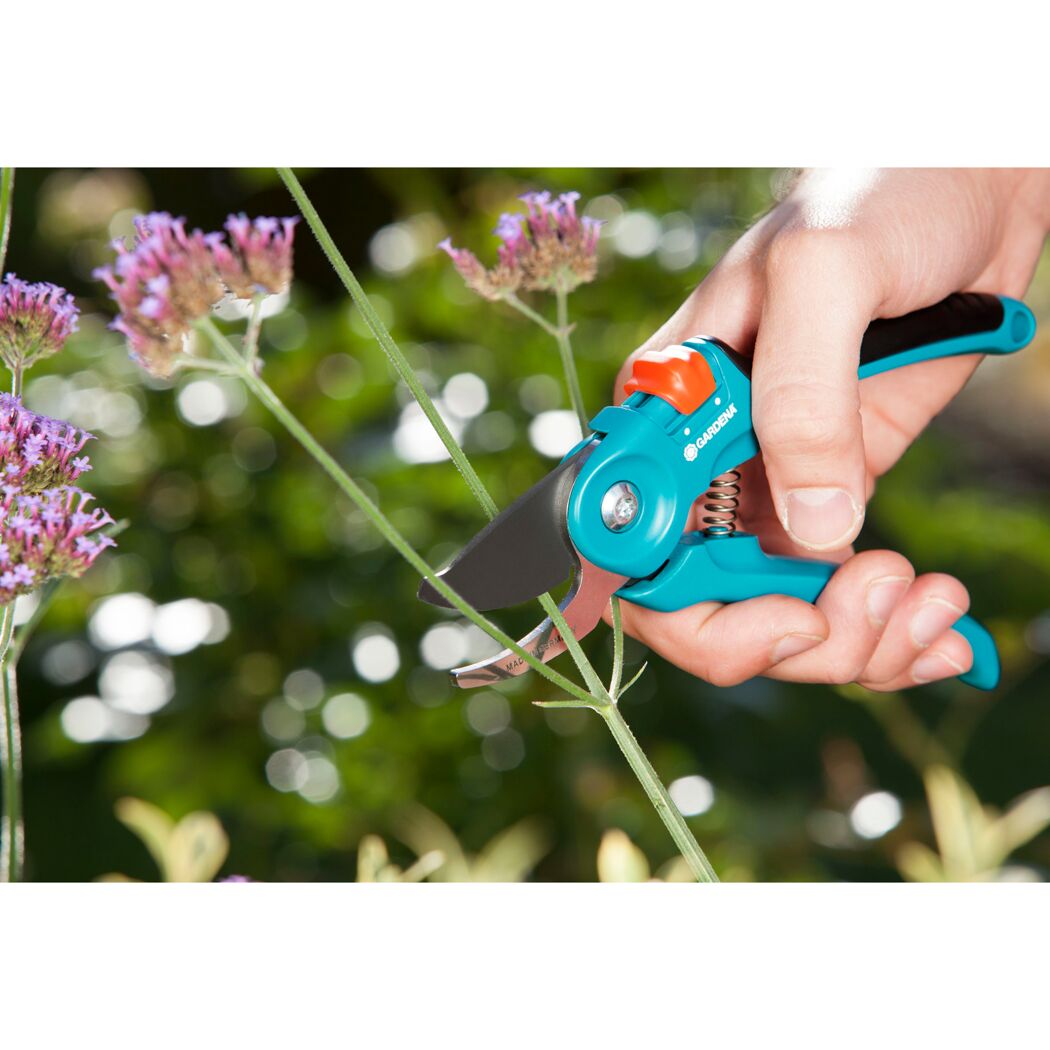 Person schneidet eine Pflanze mit einer Gartenschere.
