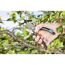 Person schneidet mit Gartenschere einen Ast