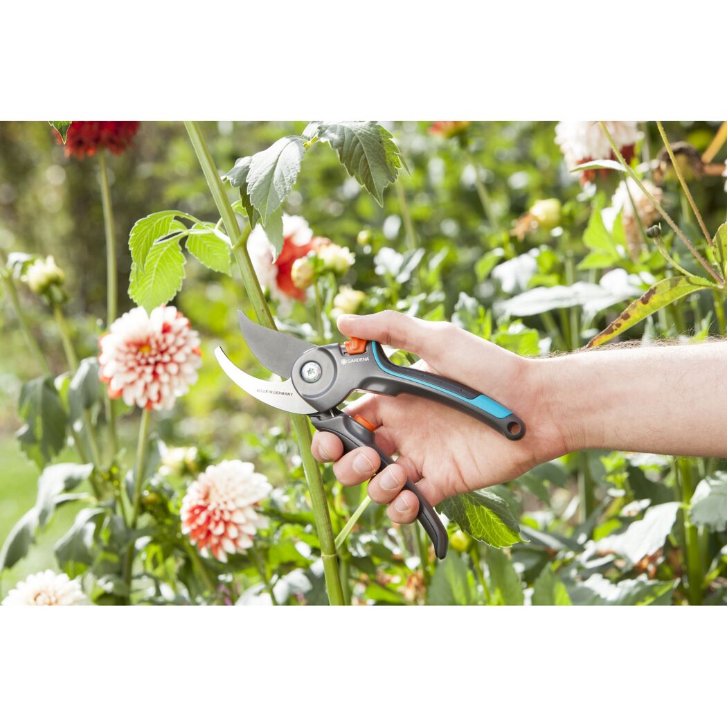 Person schneidet einen Pflanzenstängel mit einer Gartenschere.