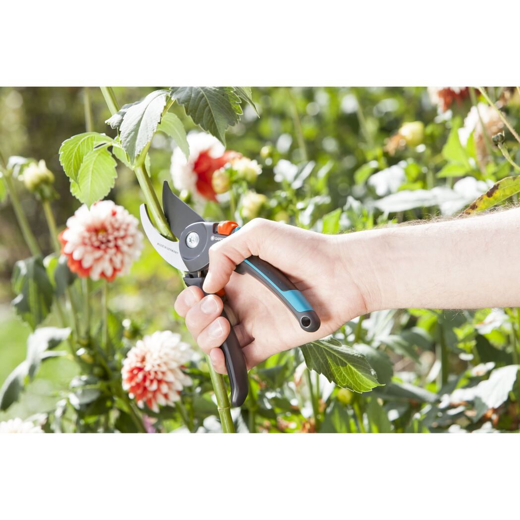 Person schneidet eine Pflanze mit einer Gartenschere.