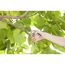 Person schneidet mit Gartenschere einen Ast