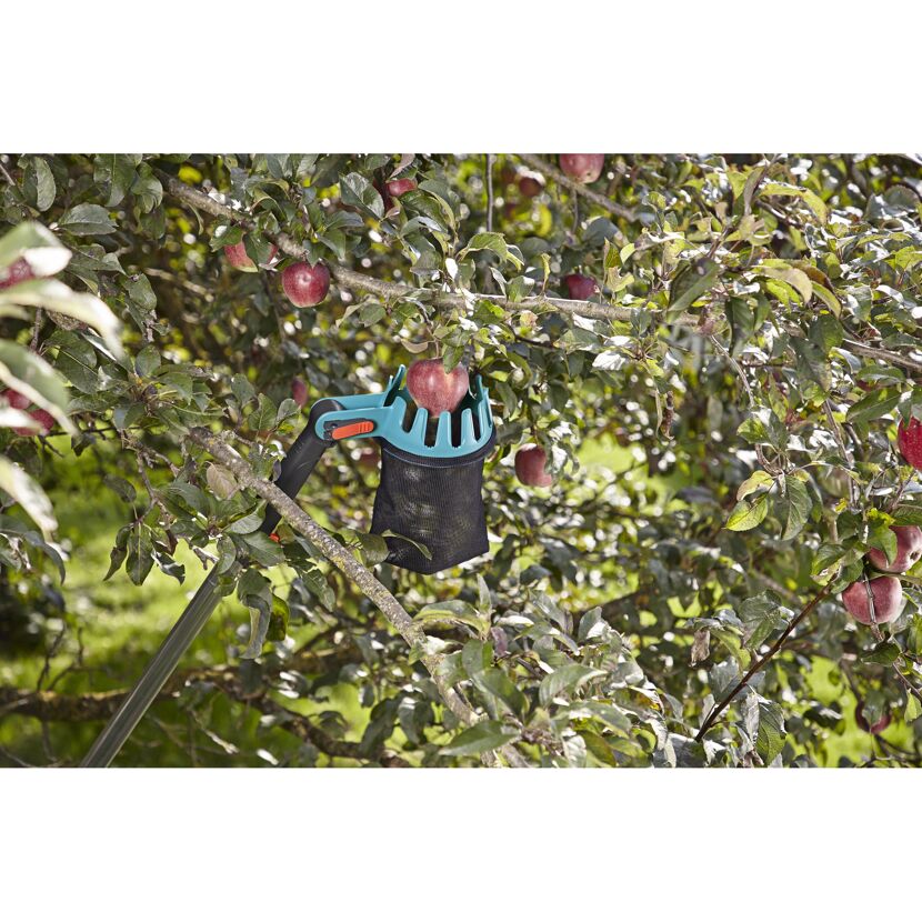 Apfelpflücker mit Apfel am Baum