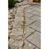 Unkraut zwischen Terrassenplatten und Randsteinen