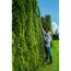 Person schneidet Hecke mit Akku-Heckenschere