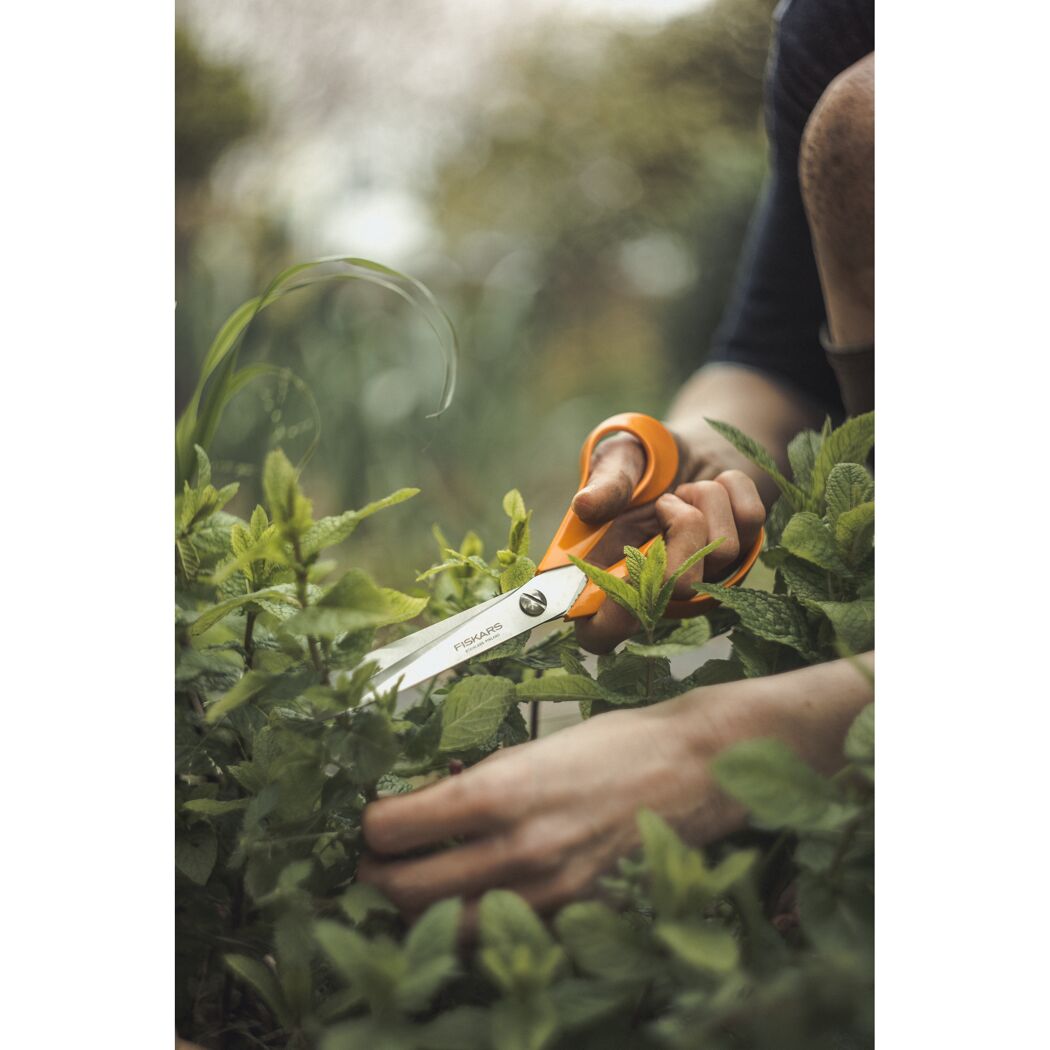 Person schneidet Minze mit Fiskars Universalschere
