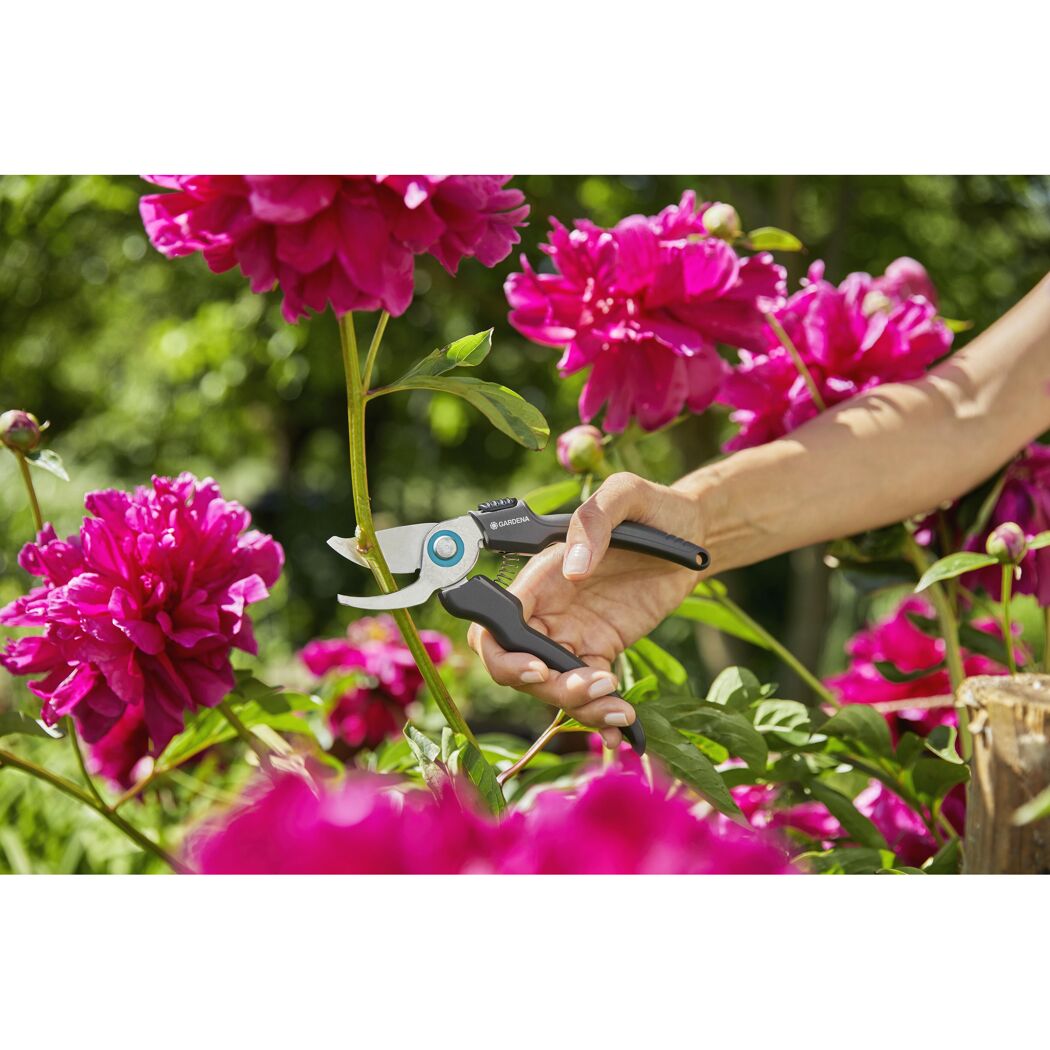 Person schneidet mit Gartenschere eine Pfingstrose