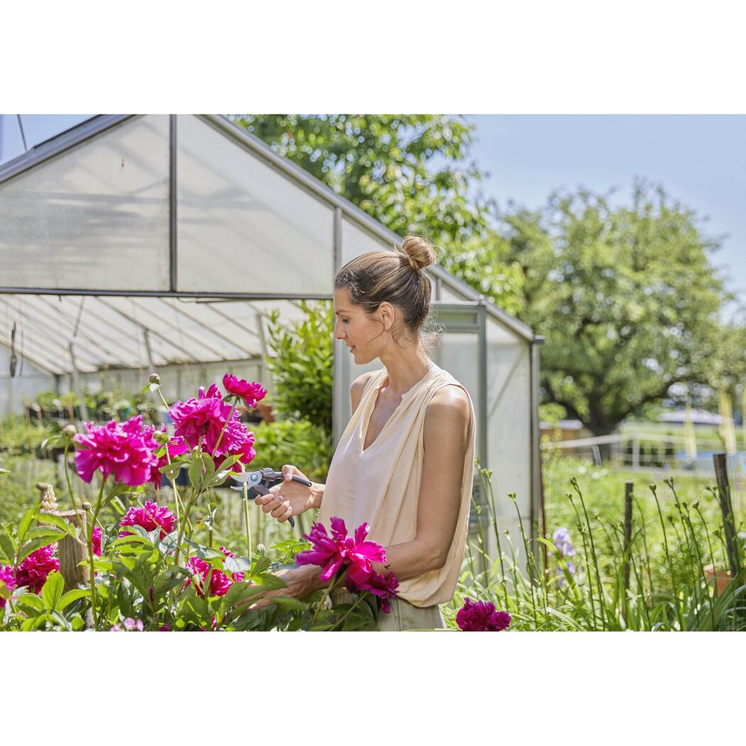 Person schneidet mit Gartenschere Pfingstrosen