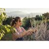 Person schneidet mit Gartenschere eine Pflanze