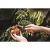 Person erntet Tomaten mit Messer