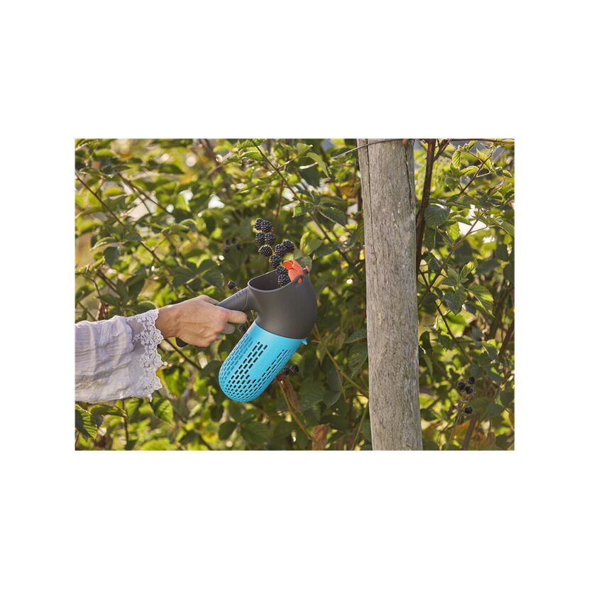 Person erntet Brombeeren mit dem Beerensammler combisystem.