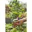Tomaten mit Gartenschere ernten