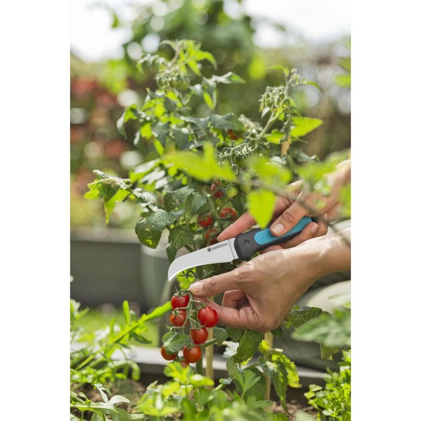 Tomaten mit Gartenschere ernten