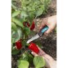 Person erntet rote Paprika mit Gartenschere.