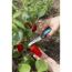 Person erntet rote Paprika mit Gartenschere.
