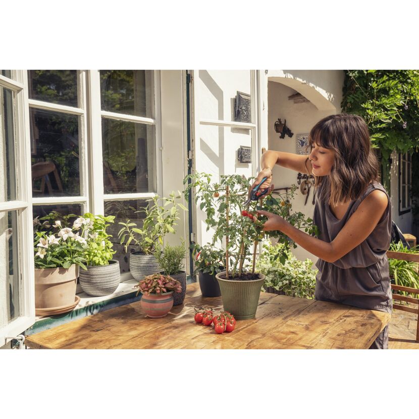 Person erntet Kirschtomaten mit Gartenschere.