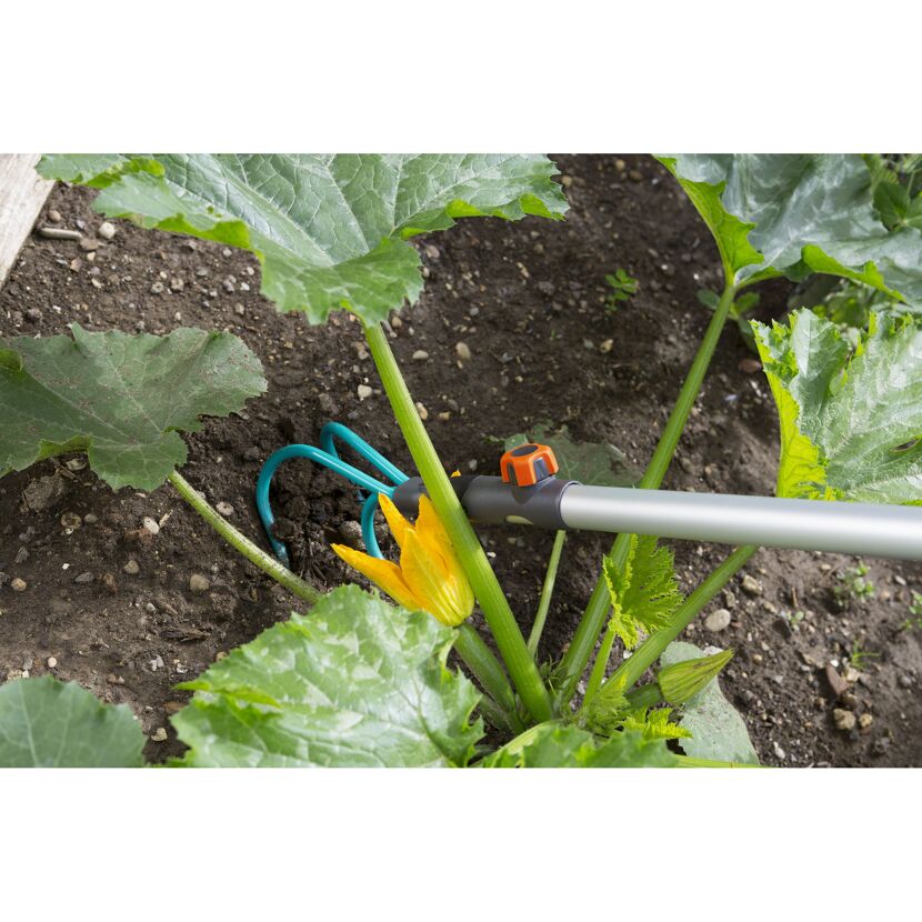 Jemand jätet mit einem Grubber Unkraut um eine Zucchini-Pflanze.