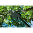 Verkleinertes Bild von Baum- und Strauchschneider "Comfort" StarCut 160 BL