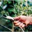 Person schneidet mit Fiskars Okuliermesser einen Ast