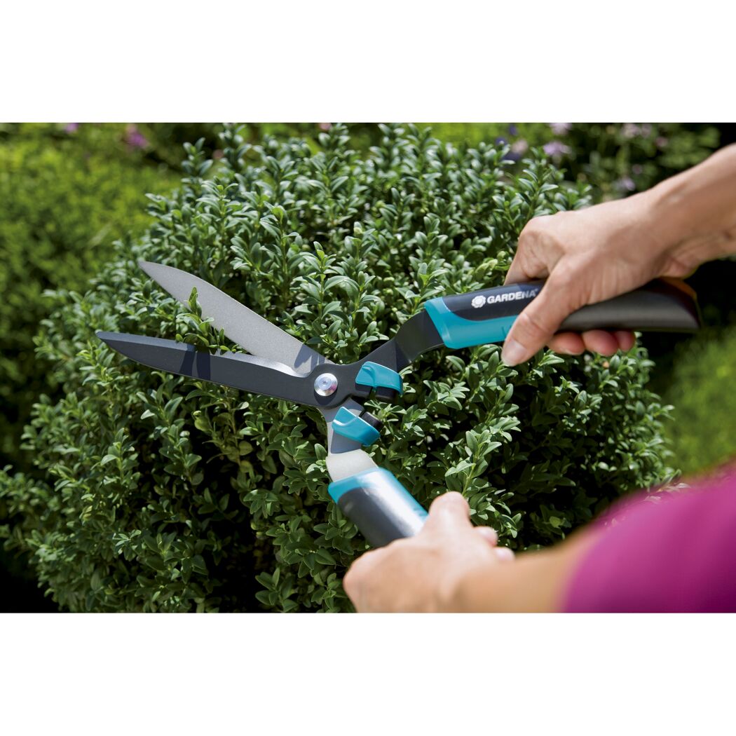Person schneidet Buchsbäume mit Gartenschere