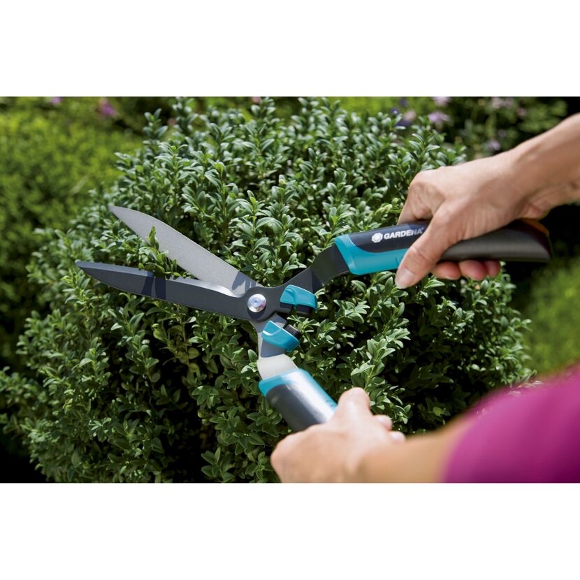 Person schneidet Buchsbäume mit Gartenschere