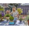 Person schneidet Buchsbaum mit Gartenschere