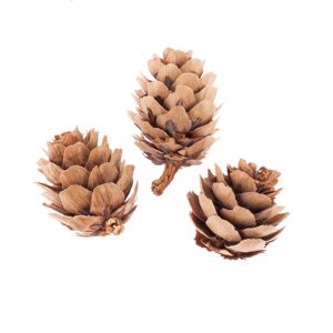 Zapfen-Mix natur 2-4 cm 50 Stück