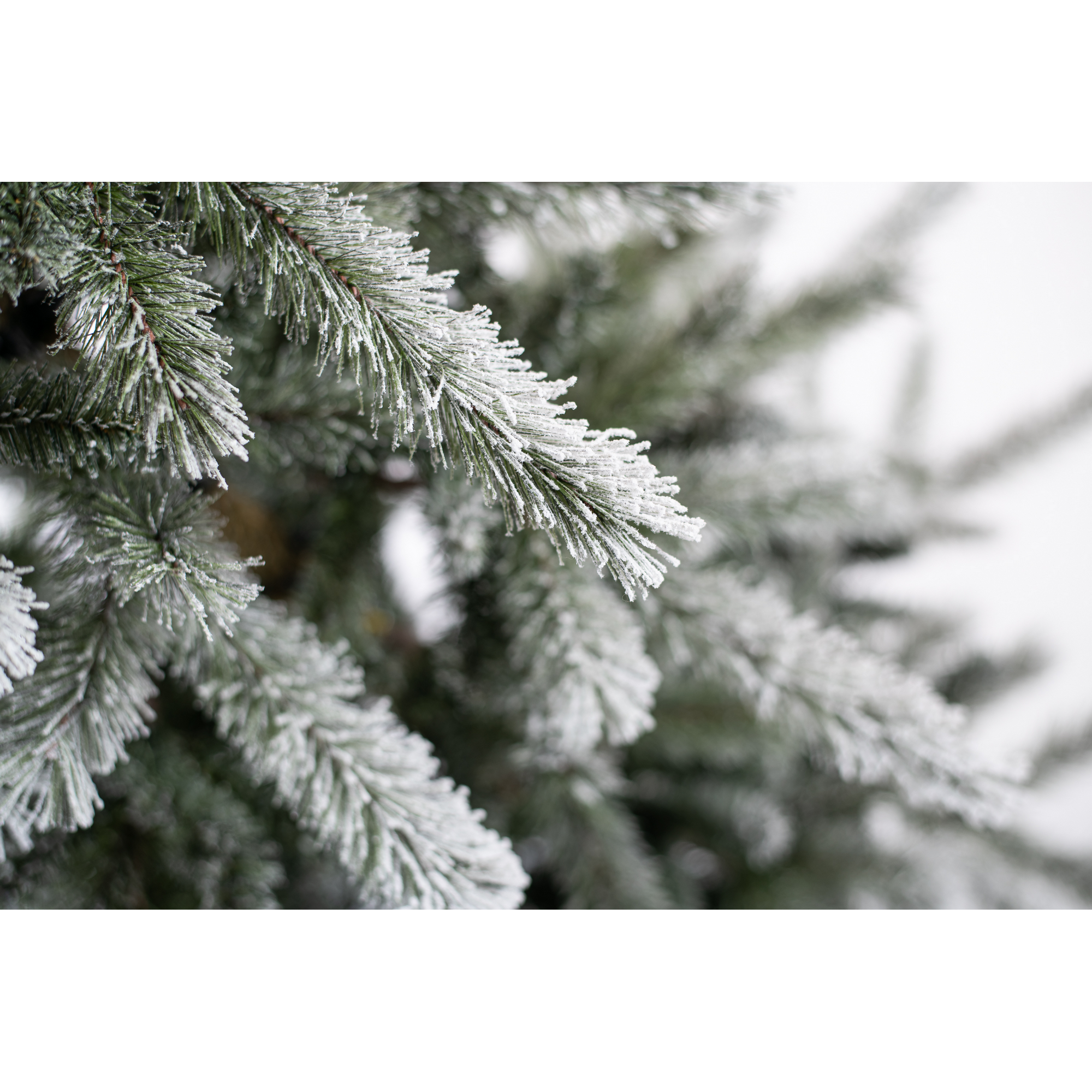 Künstlicher Weihnachtsbaum 'Cedar Frost Kiefer' grün/frosted Ø 114 x 210 cm