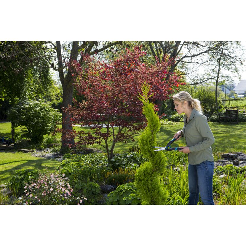 Person schneidet mit Heckenschere einen Baum