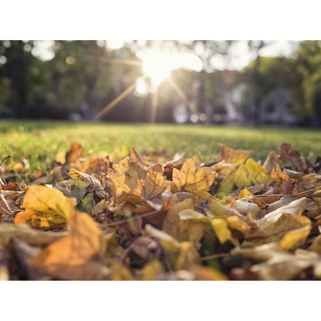 Herbstlaub auf Rasen im Sonnenschein