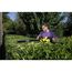 Person schneidet Hecke mit Akku-Heckenschere
