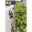 Person schneidet Hecke mit AL-KO Heckenschere