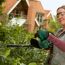 Person schneidet Hecke mit Bosch Heckenschere