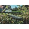 Person schneidet Hecke mit Heckenschere