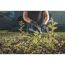 Person schneidet eine Hecke mit einer Metabo Heckenschere
