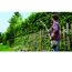Person schneidet Hecke mit Akku-Heckenschere