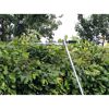 Heckenschere im Einsatz