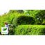 Person schneidet eine Hecke mit einer Heckenschere