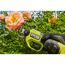Person schneidet Rosen mit Akku-Astschere