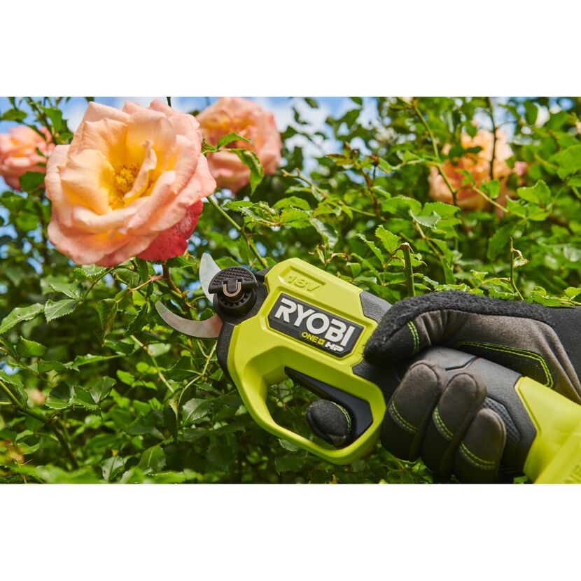 Person schneidet Rosen mit Akku-Astschere