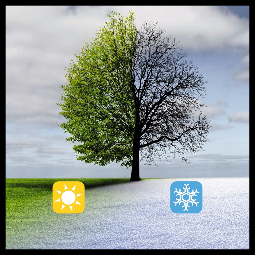 Baum im Frühling und Winter