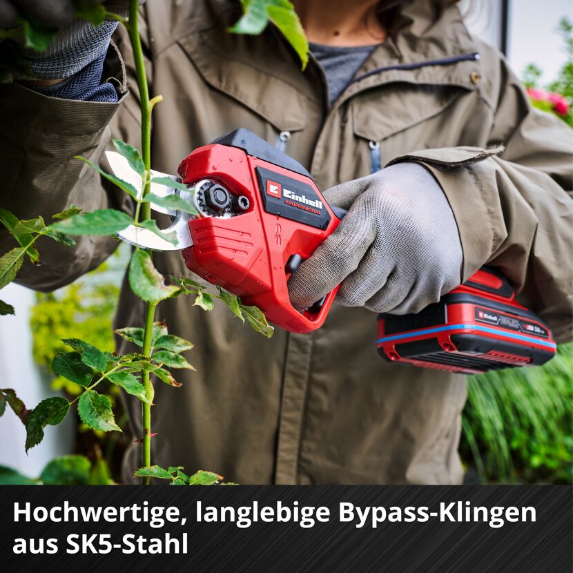 Person schneidet Rosen mit Akku-Astschere