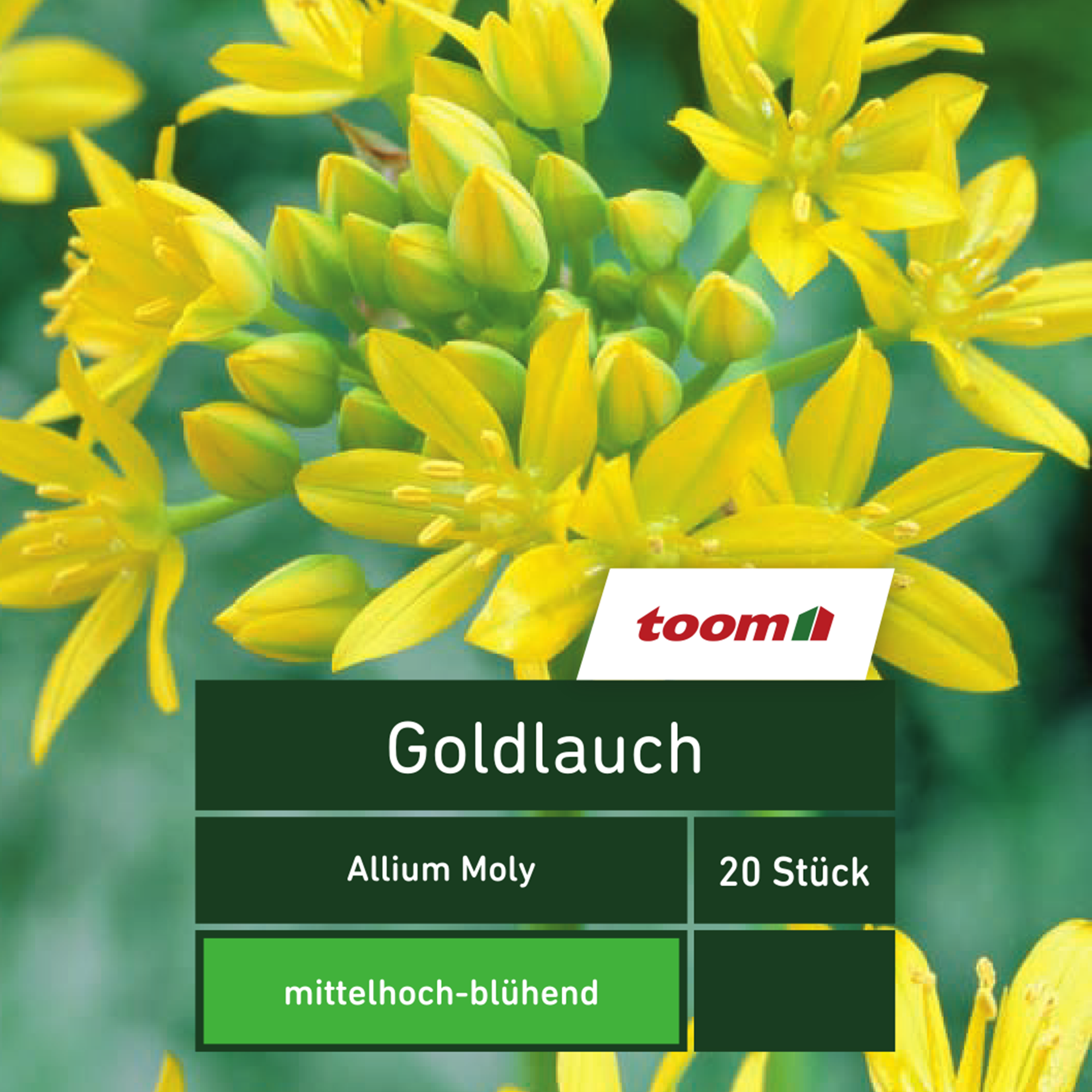 Goldlauch 'Allium Moly', 20 Stück, gelb + product picture