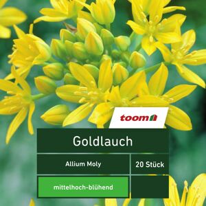 Goldlauch 'Allium Moly', 20 Stück, gelb